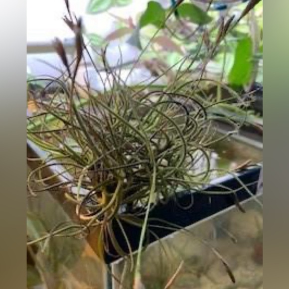 Florida Foliage: Purifying Air
Plants in Bundles of 10 - Picture 2 of 6